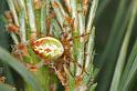 Araniella_displicata_D3010_Z_92_NP De Hoge Veluwe_Nederland